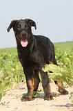 BEAUCERON - PUPPIES 016